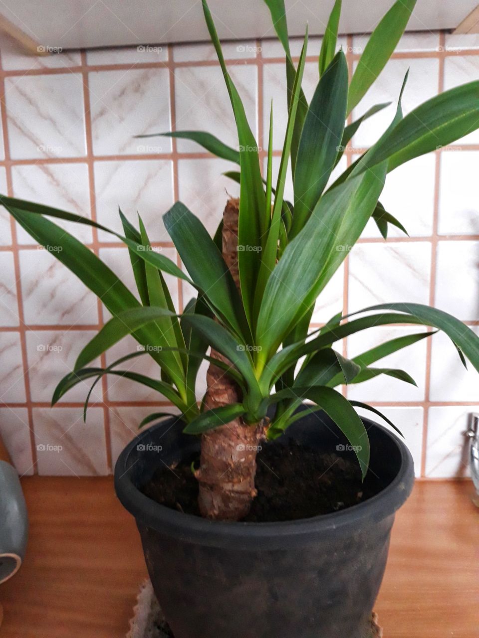 A house plant portrait