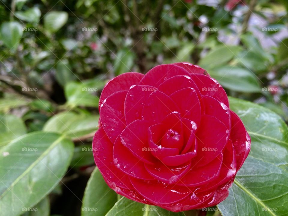 Pink rose in the Portland rose gardens. 