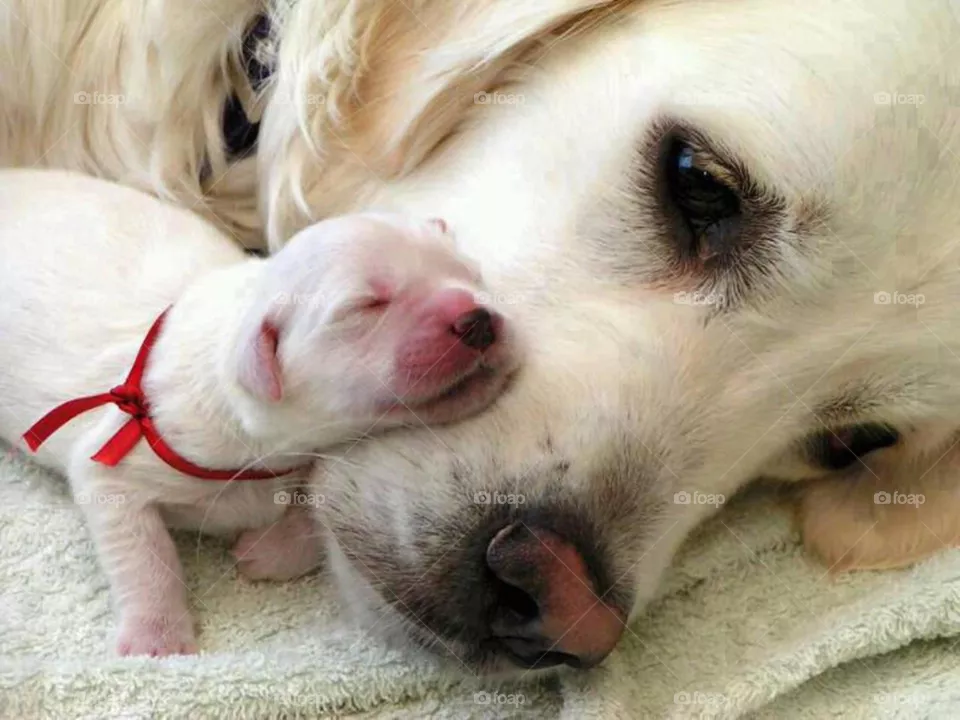 Dogs