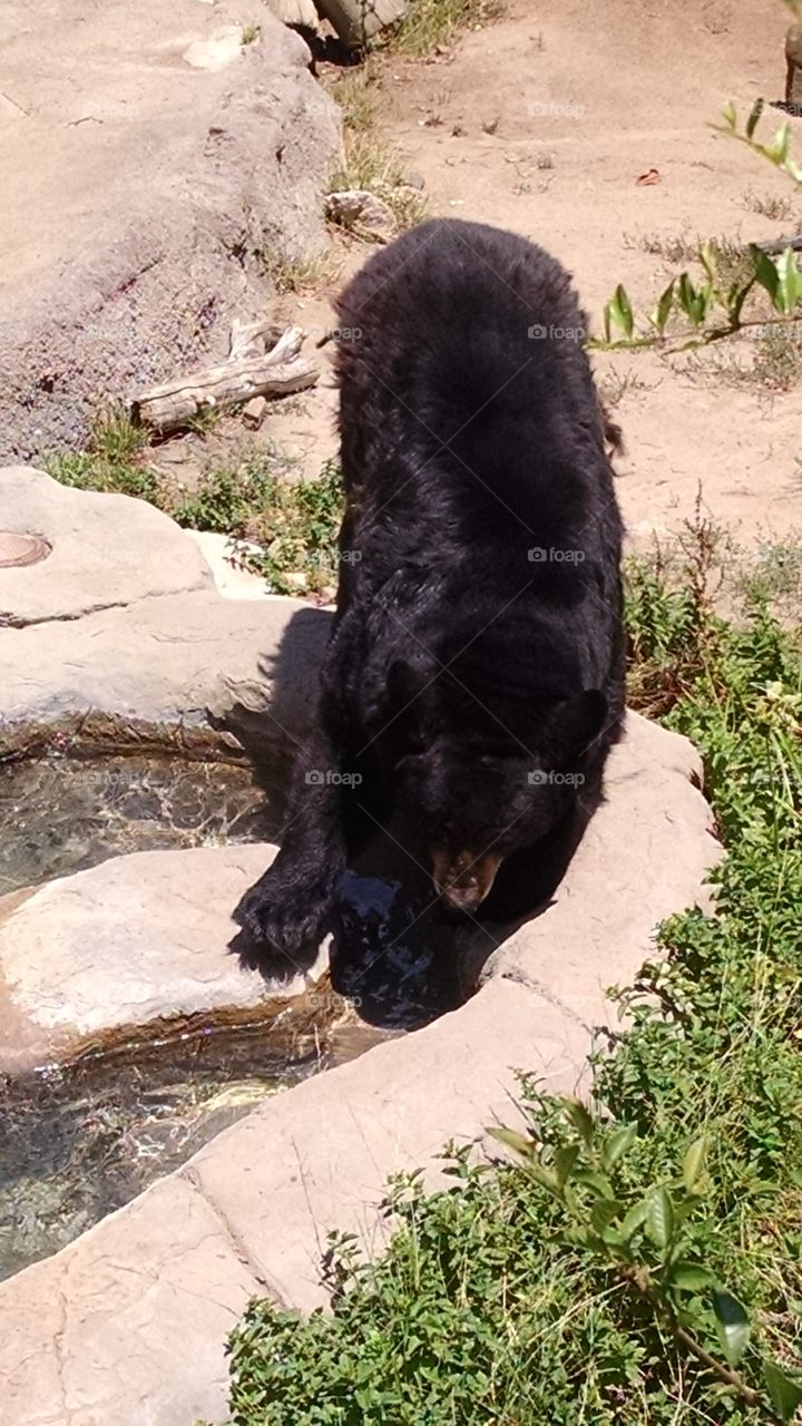 Bear Drinking Water