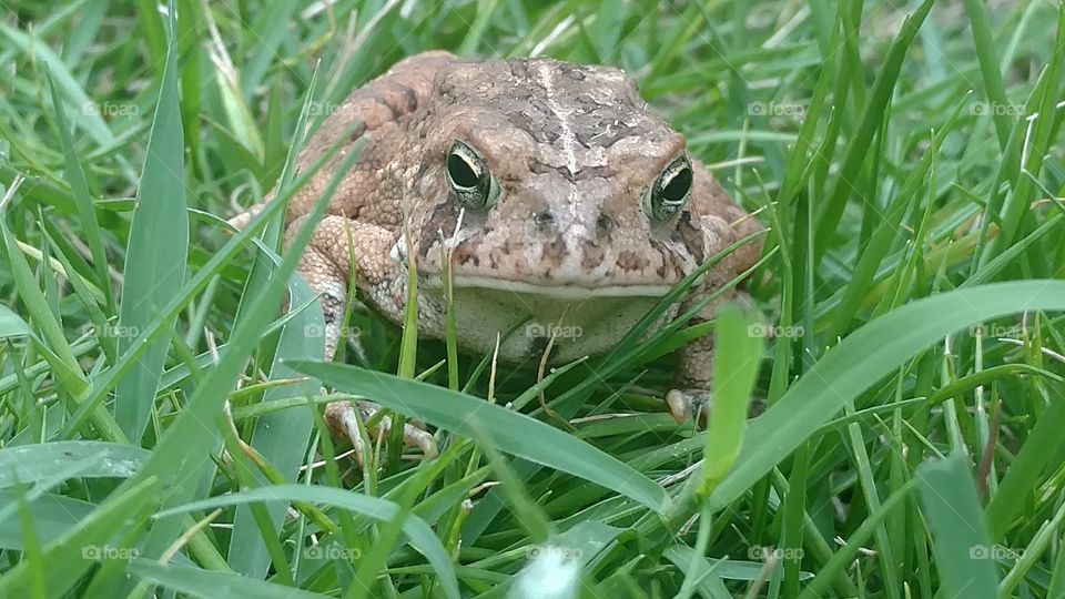 Grass, Nature, Summer, Outdoors, Animal