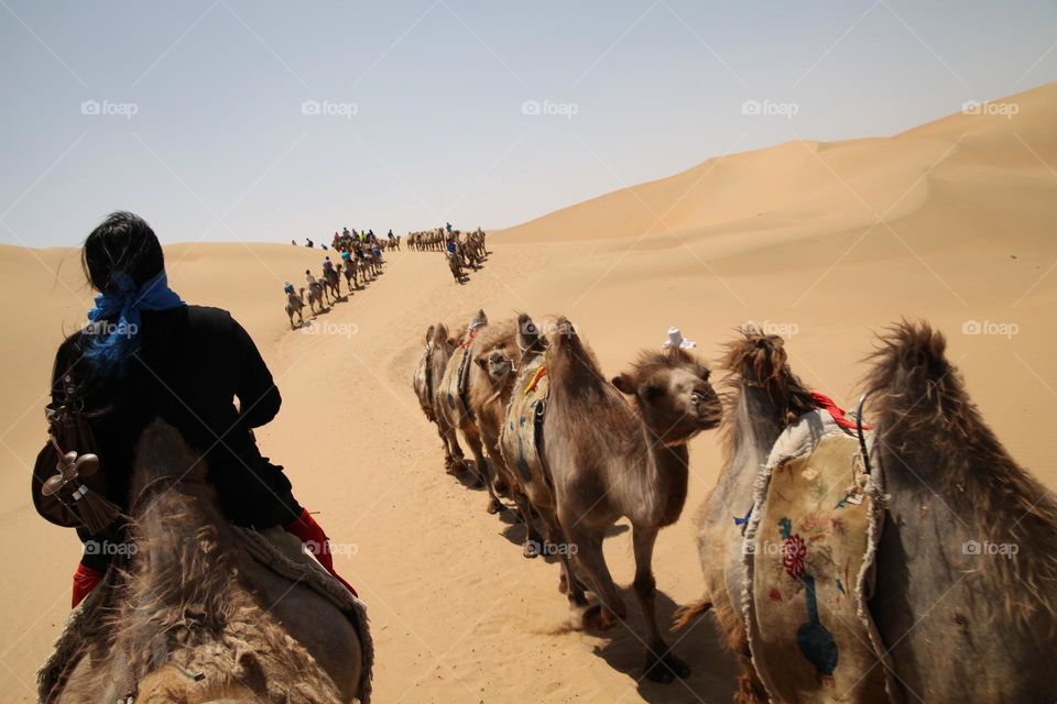 Camel Convoys