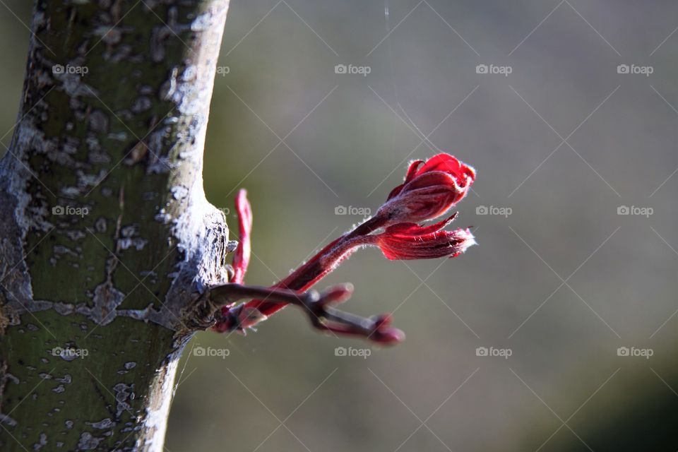 bud opening up to telease a red maple leaf.