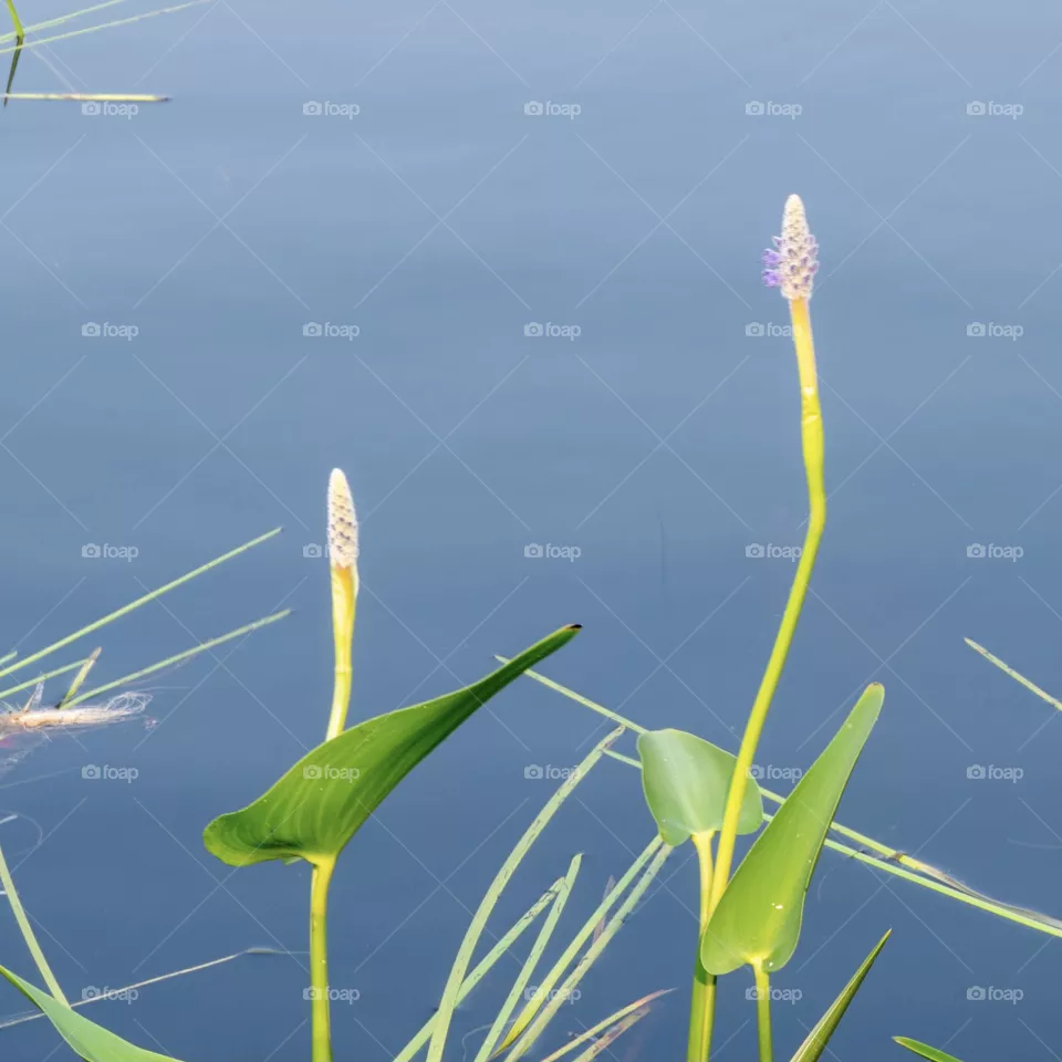 Simple Flowers