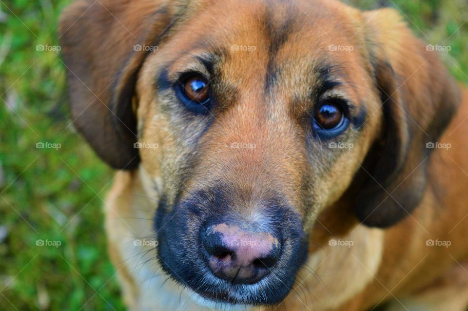 Close-up of young puppy