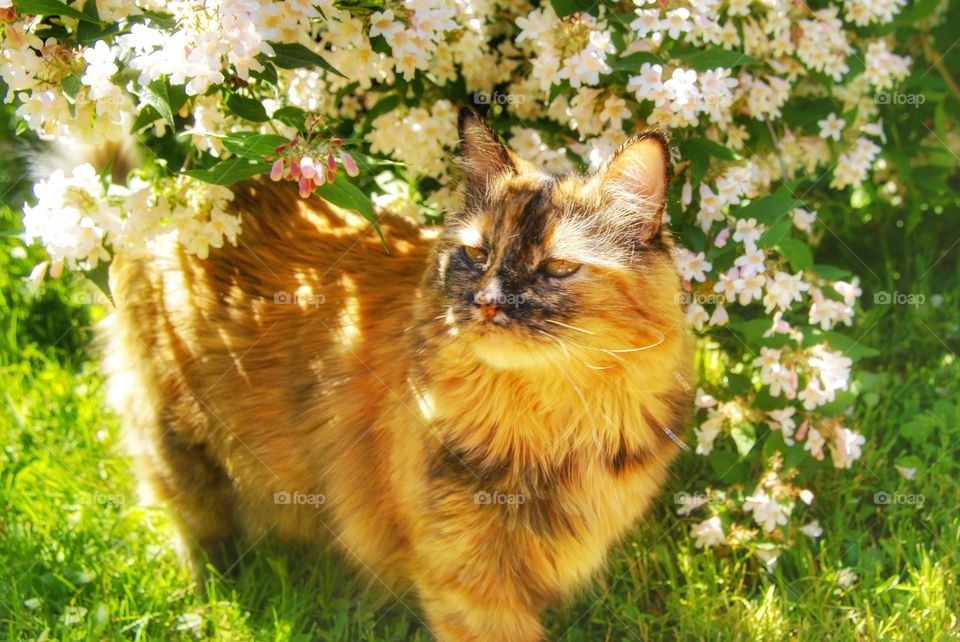 Portrait of cat standing on grass