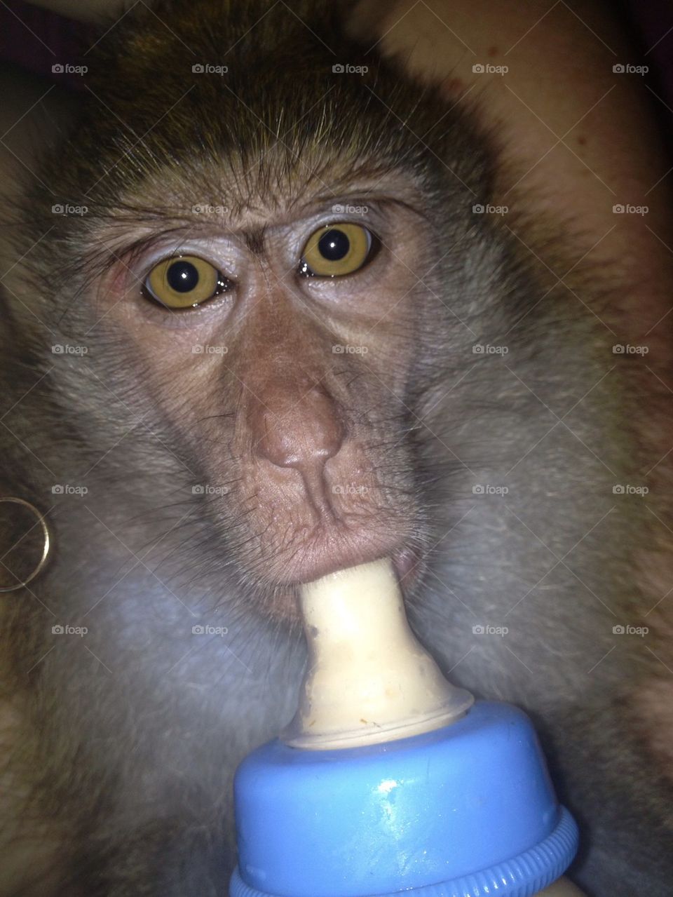 Monkey milk