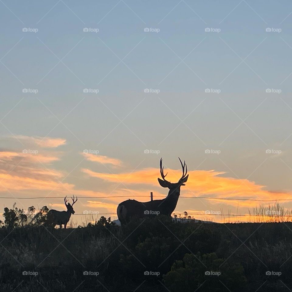 Silhouette at Sunset 🌟