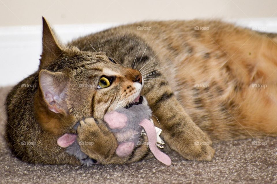 Kitty hugging mouse toy 