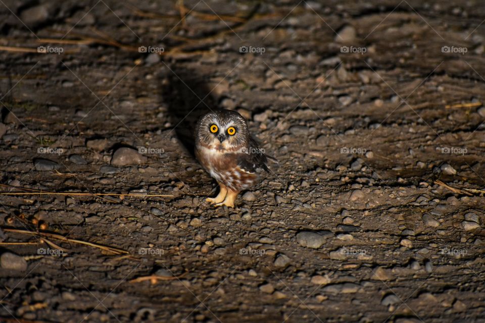 Gorgeous, tiny, very bright and yellow eyed, Canadian wildlife; pigmy burrowing owl. 