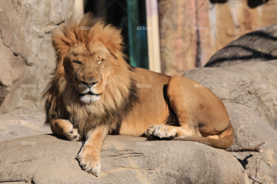 Lion captured at the Franklin Zoo in Boston, MA, USA. 🦁