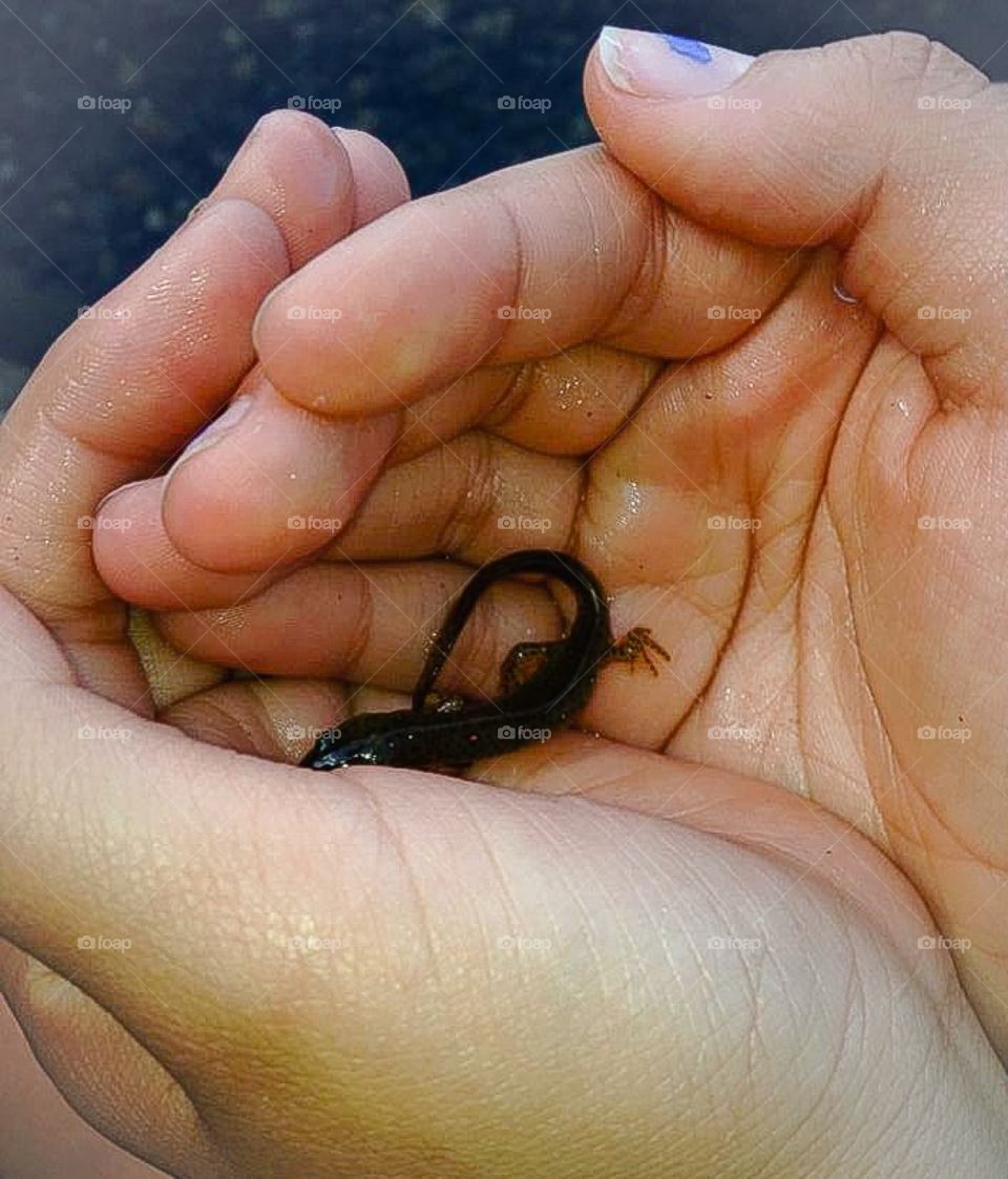 My salamander. Child holding a salamander