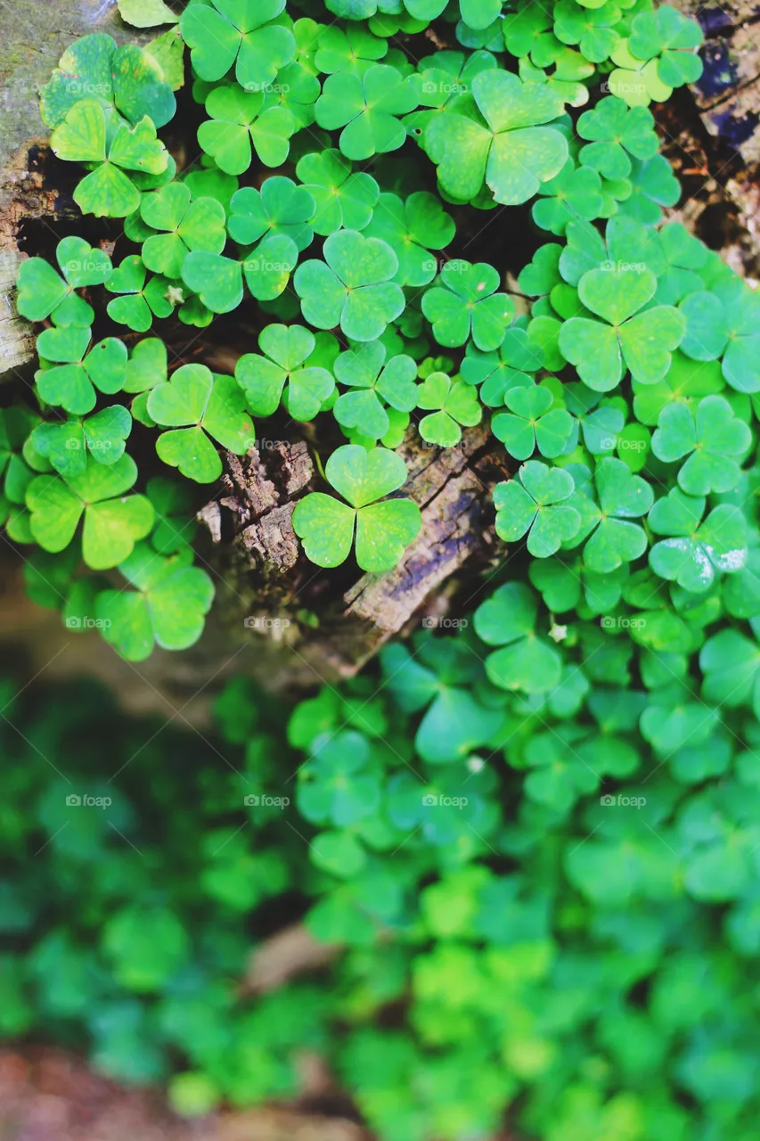 Clover