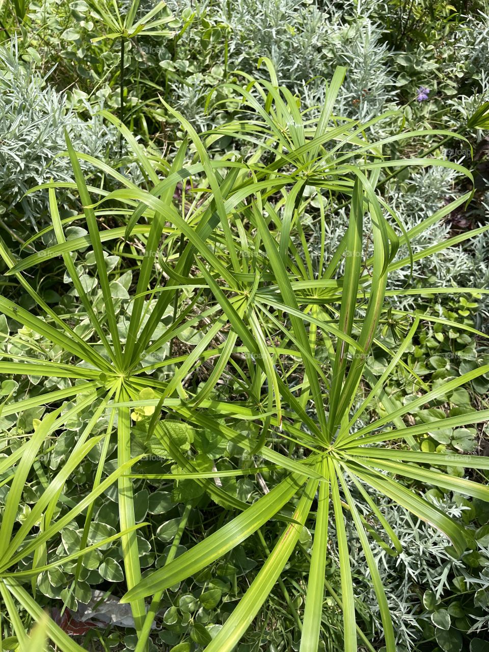 Umbrella plants 