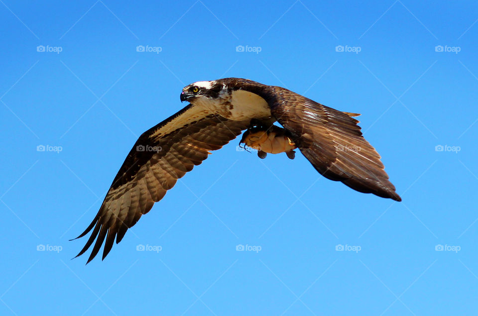 Osprey with a Catfish