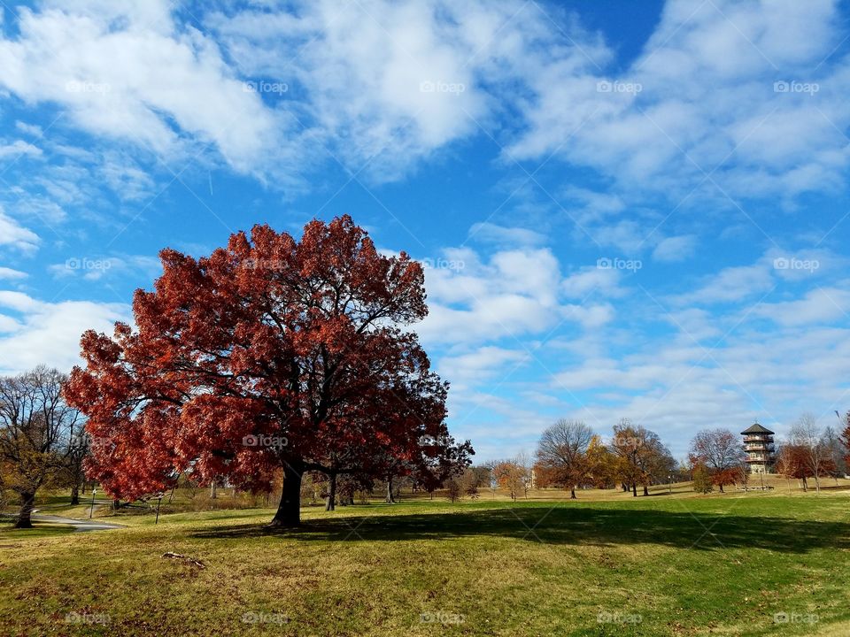 Tree in Baltimore Park
