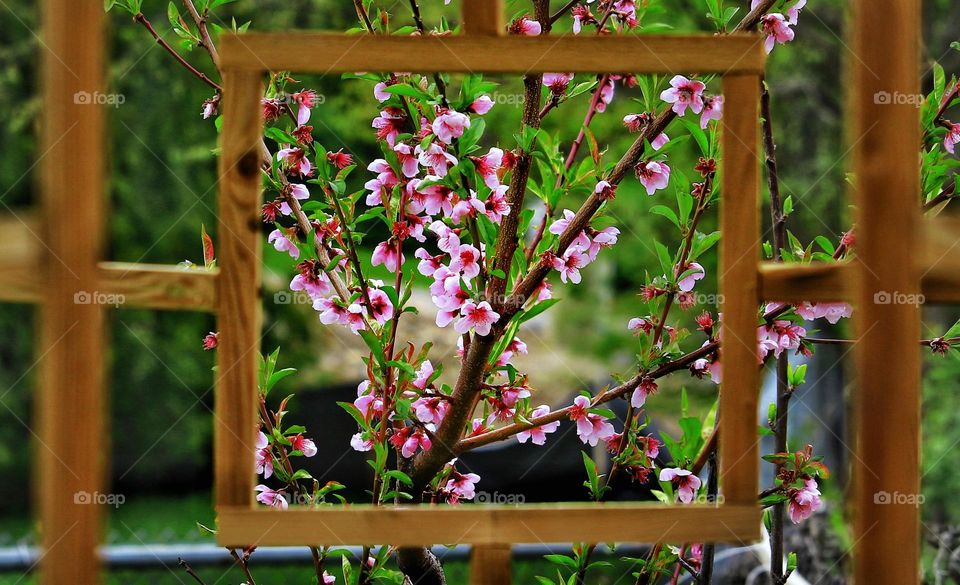 Sakura (Cherry Blossoms)