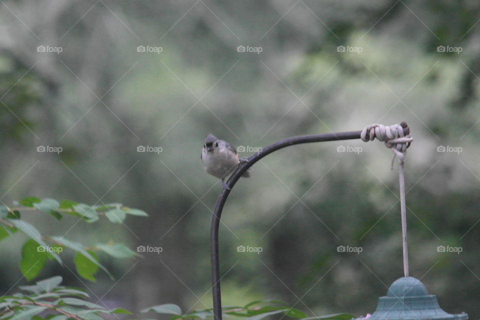 Tufted titmouse bird 