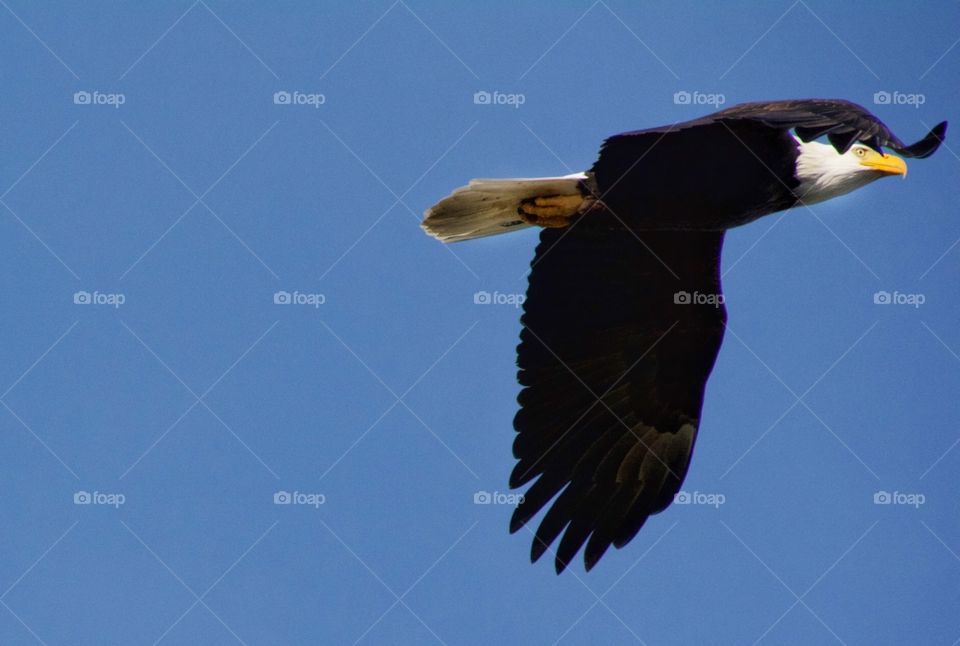 Bald eagle in flight