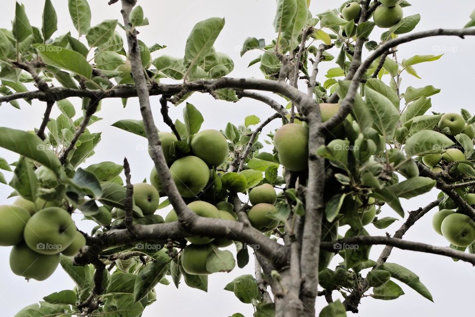 Organic tree cultivation with green and red apples