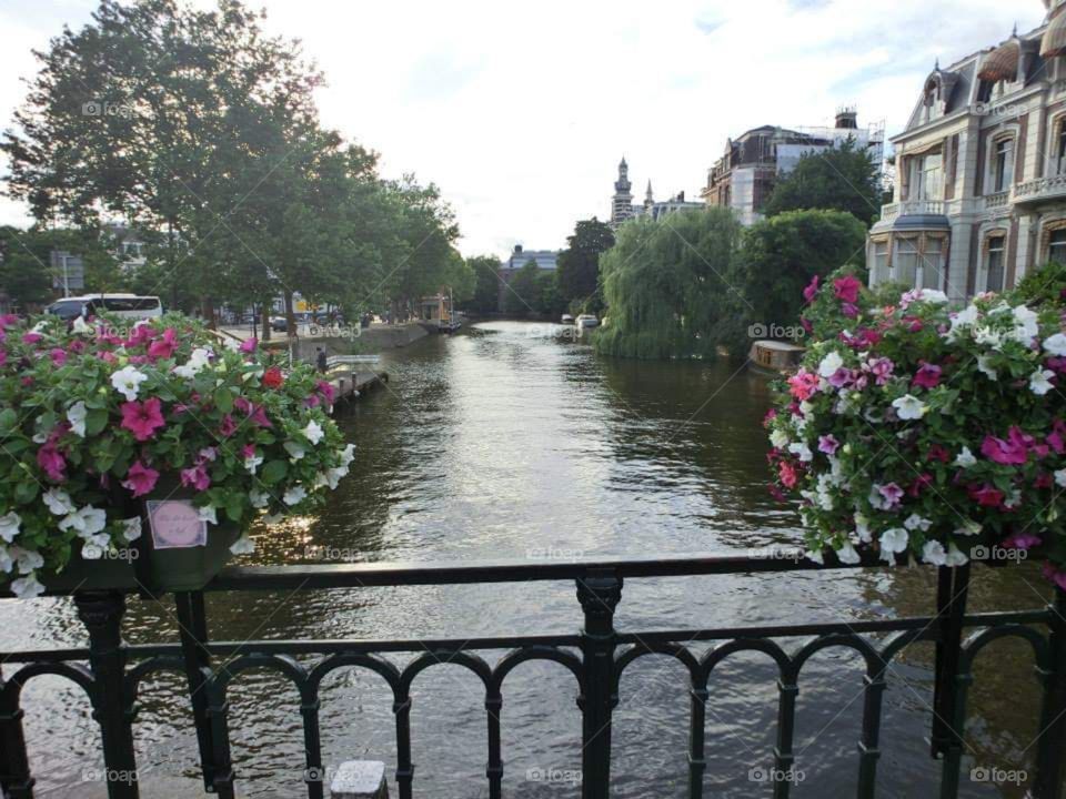 Bridge, water, flower,house