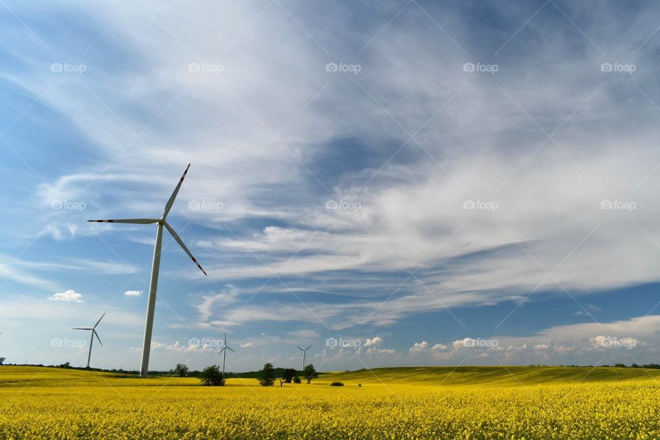 Wind power plant in a field of blooming yellow rape on a background of blue sky and white clouds
