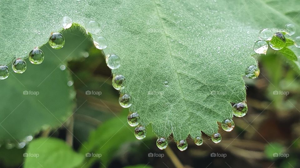 rain drops on leaves