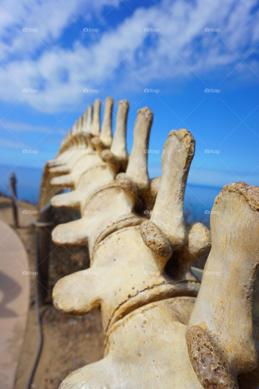 Close-up of animal bone