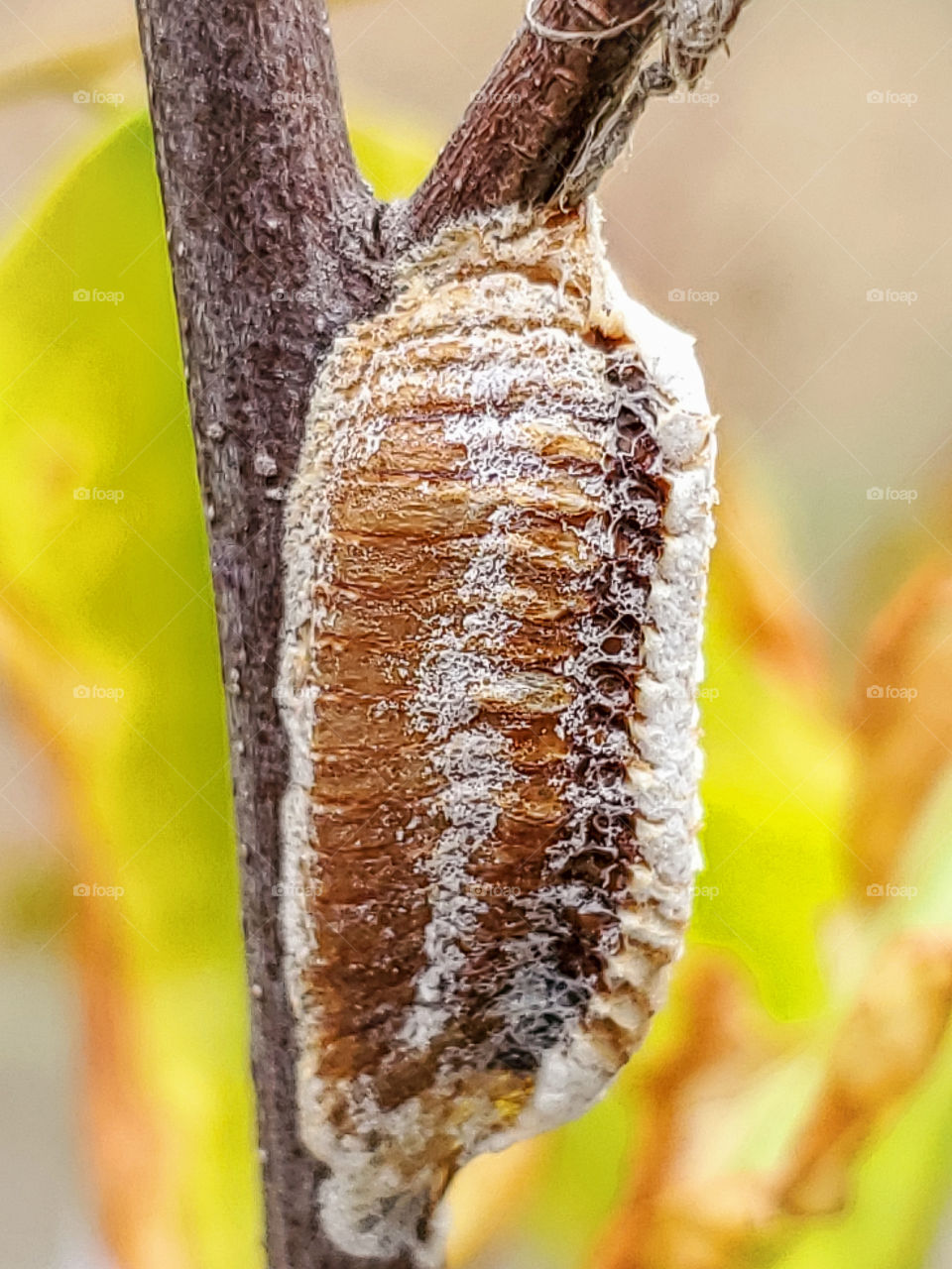 Carolina mantis (Stagmomantus carolina) egg case