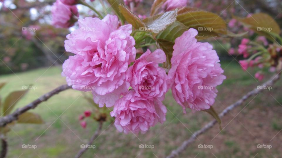 Pink blossoms