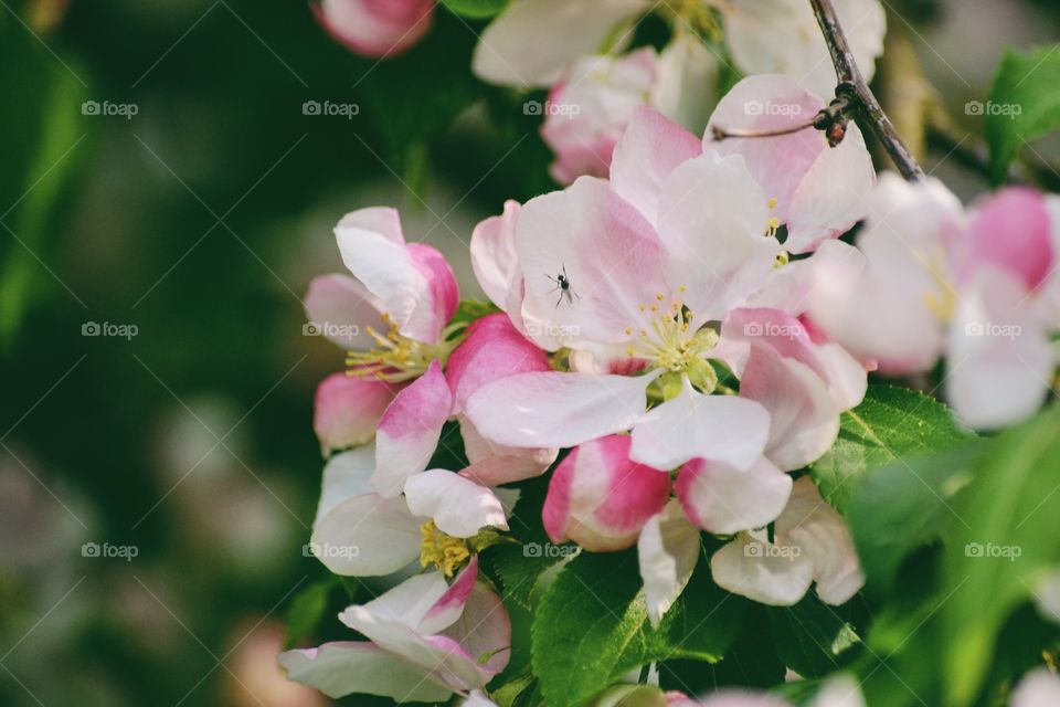 Apple blossom