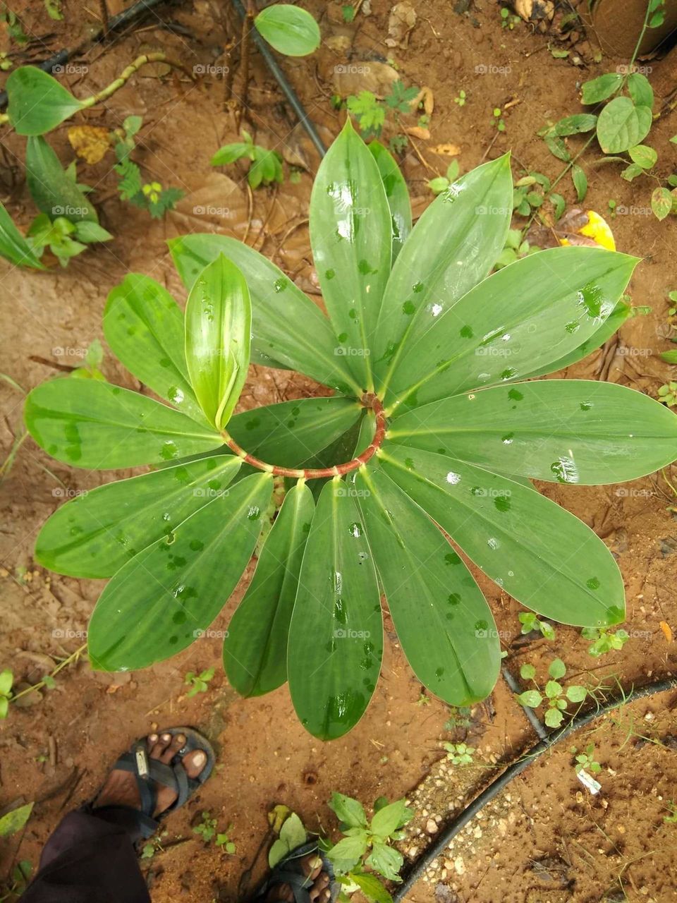 2 Rhizomes Insulin Plant//Fiery Costus//Step Ladder//Spiral Flag