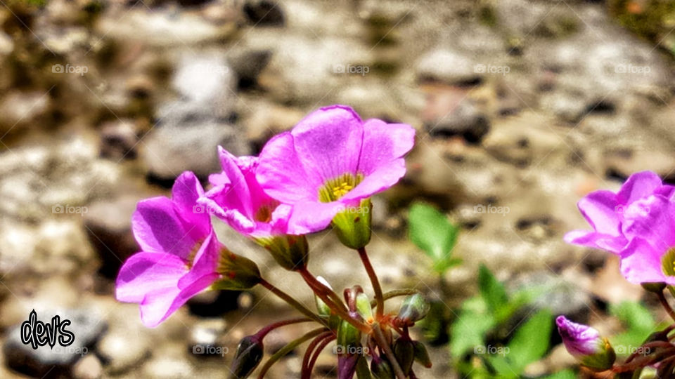 Wildflowers don’t care where they grow

— Dolly Parton