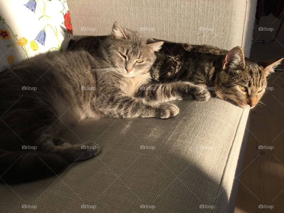 Two of our three cats Leo and Smulan. Both had a rough start living outdoors and not being cared for. We have adopted both cats and they are adorable both to people and to each other. π»π»π»π»π»