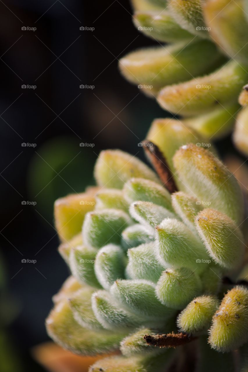 Softness of a succulent 