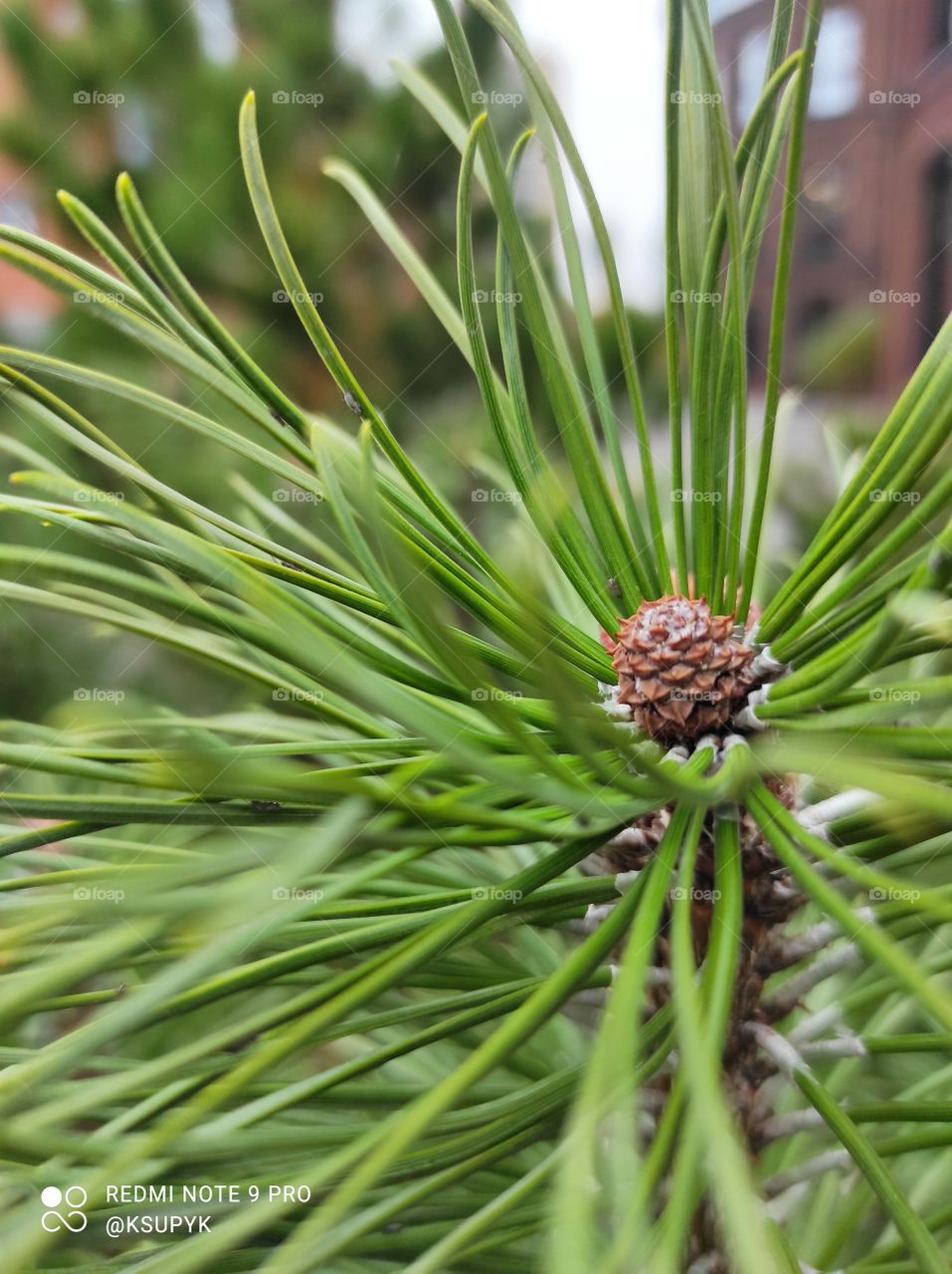 pine cone