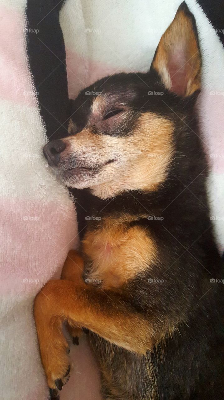 chihuahua