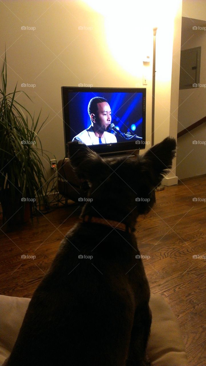 dog watching grammy award on tv