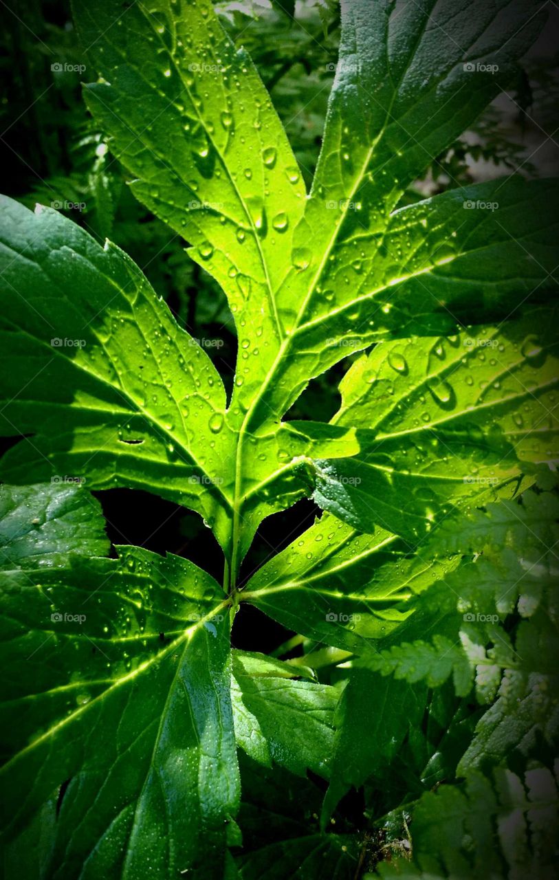 lobed green leaf with raindrops