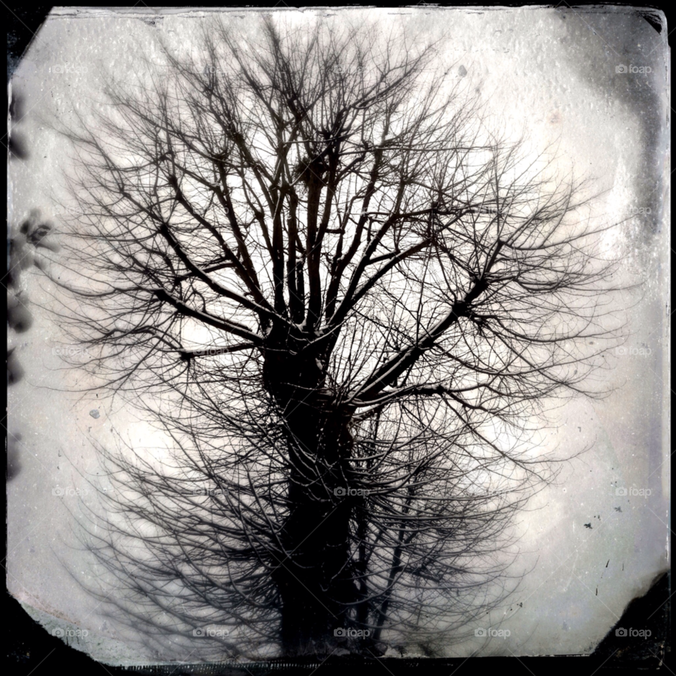 snow tree cold contrast by divine