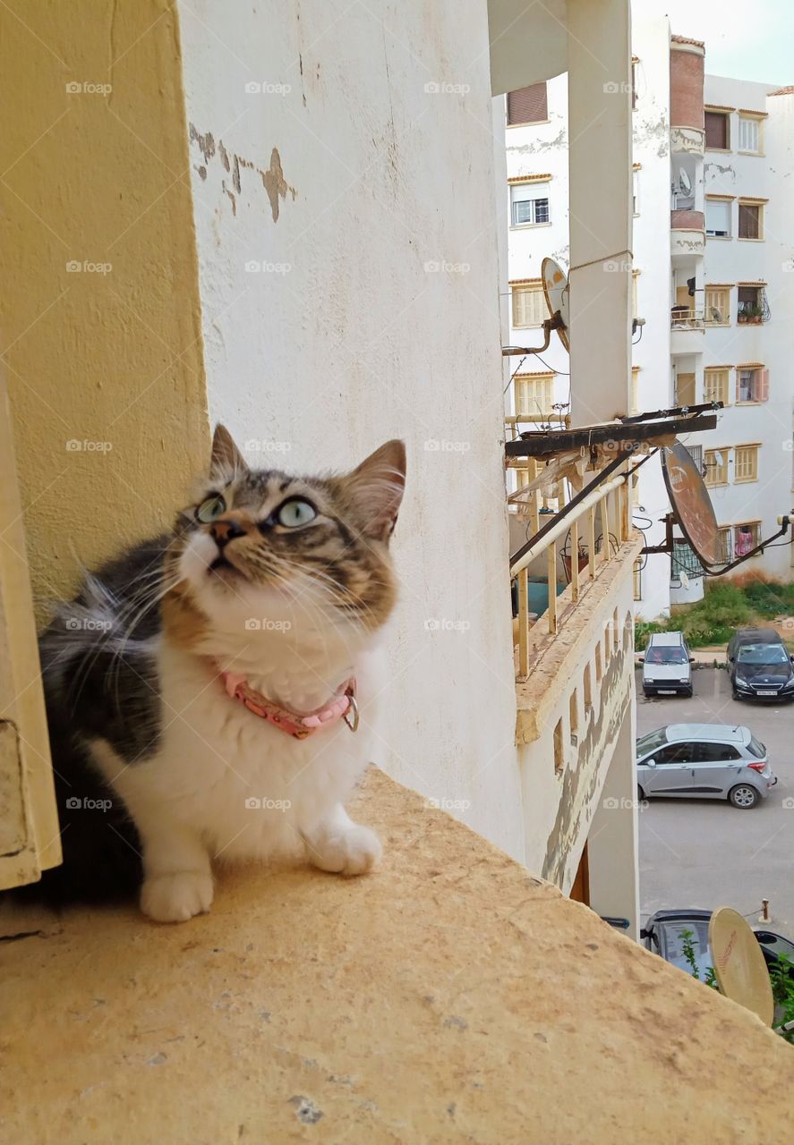 a cute cat looking for something with his beautiful green eyes