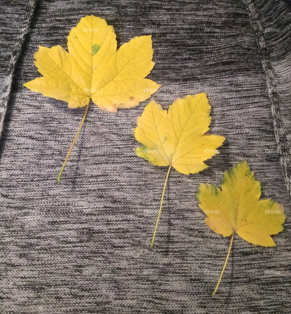 yellow leaves