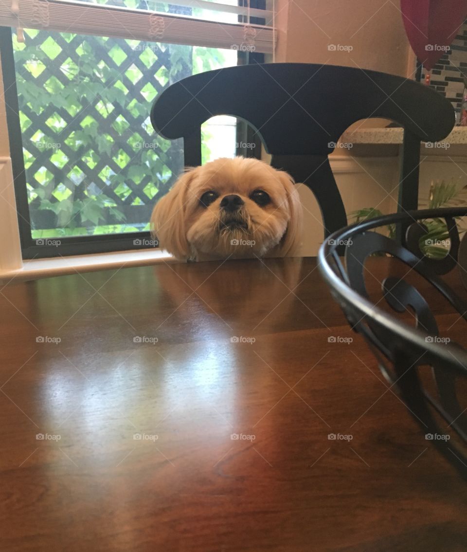 Barney at Dinner Table