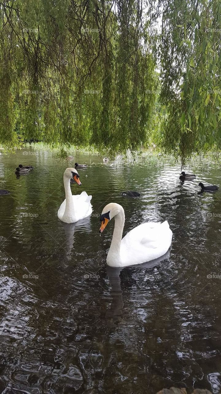 Urban nature. Wildlife. Beautiful birds in the park. Two white swans.