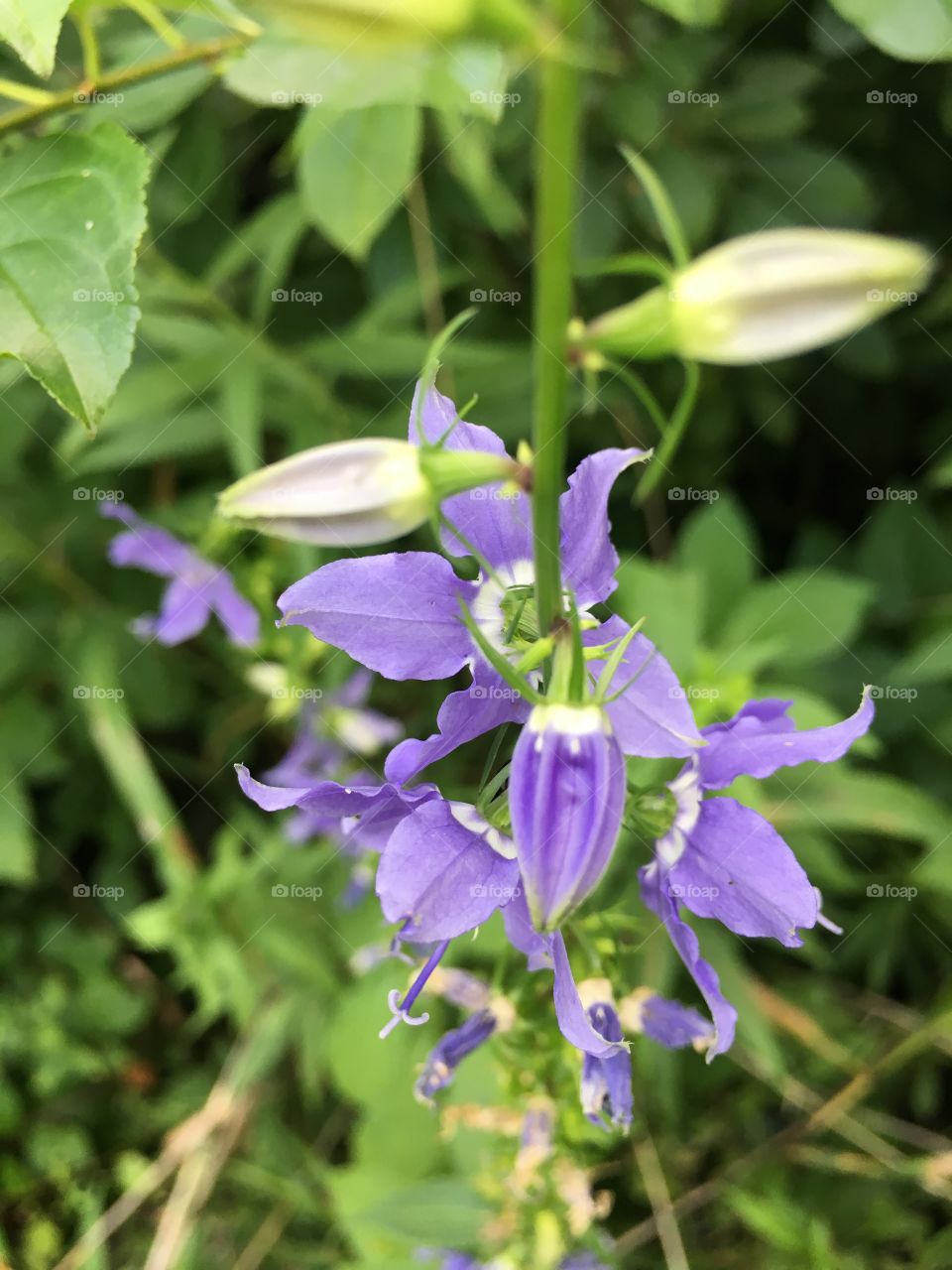 Purple flower