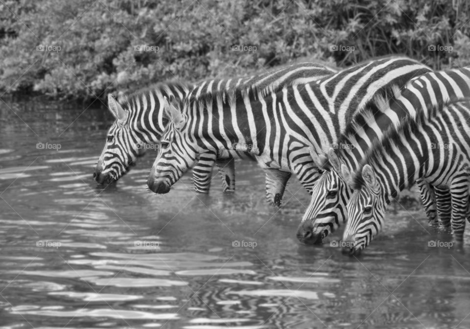 4 zebras drinking water from the river