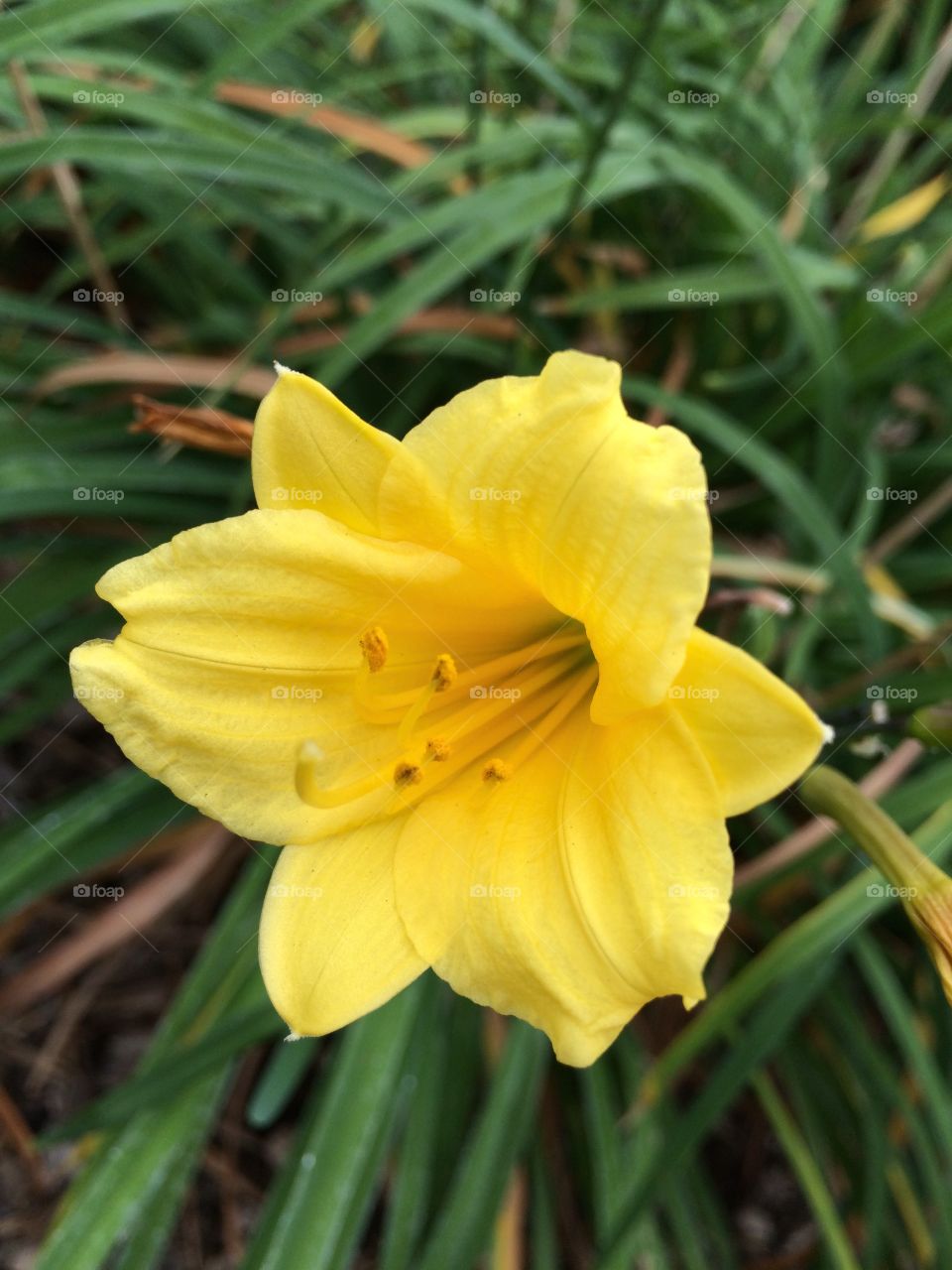 Yellow flower