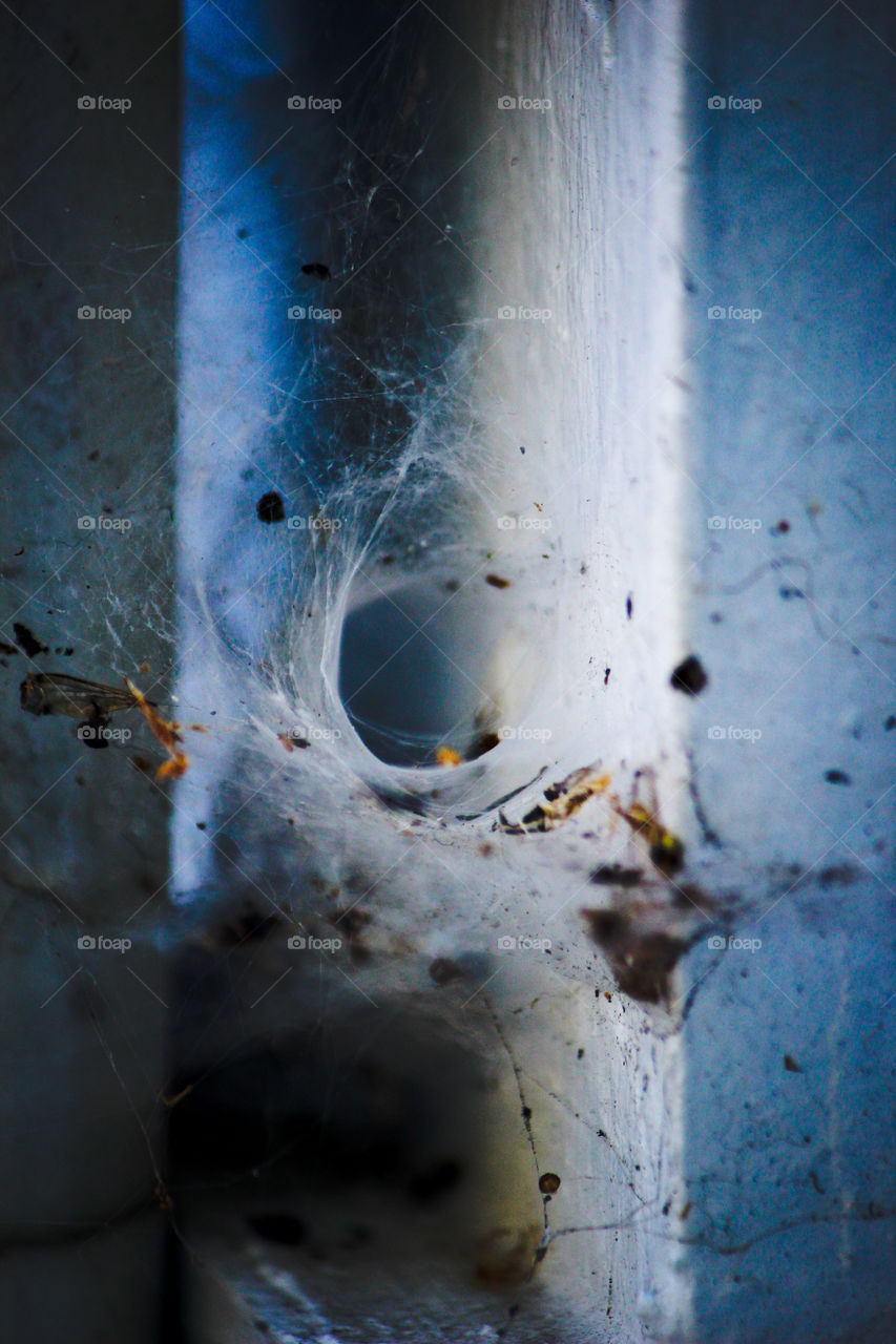 spider web