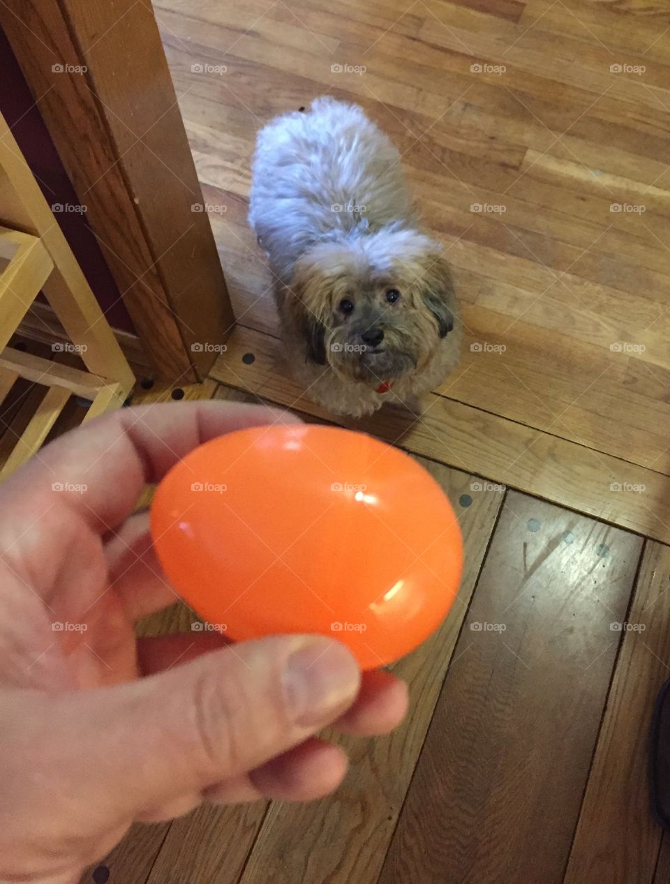 Easter egg doggie
