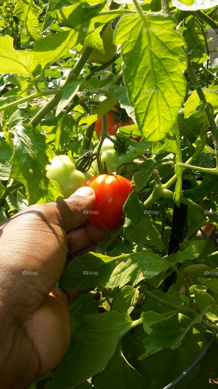 Food, Leaf, Vegetable, Healthy, Agriculture